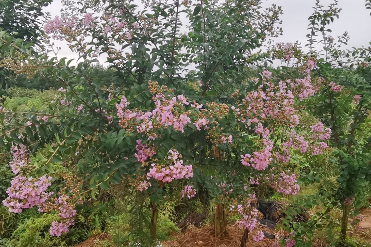 美国紫荆花